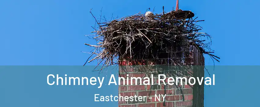  Chimney Animal Removal Eastchester - NY