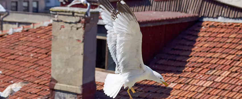Residential Chimney Animal Removal Solution in Eastchester, NY