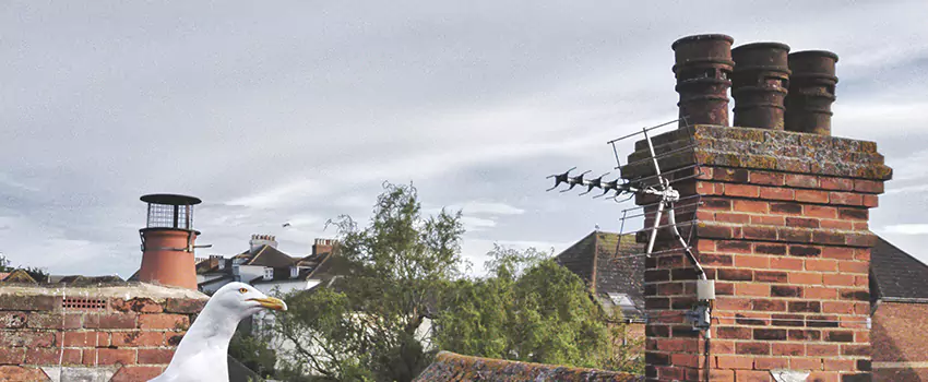 Chimney Cleaning And Restoration in Eastchester, New York